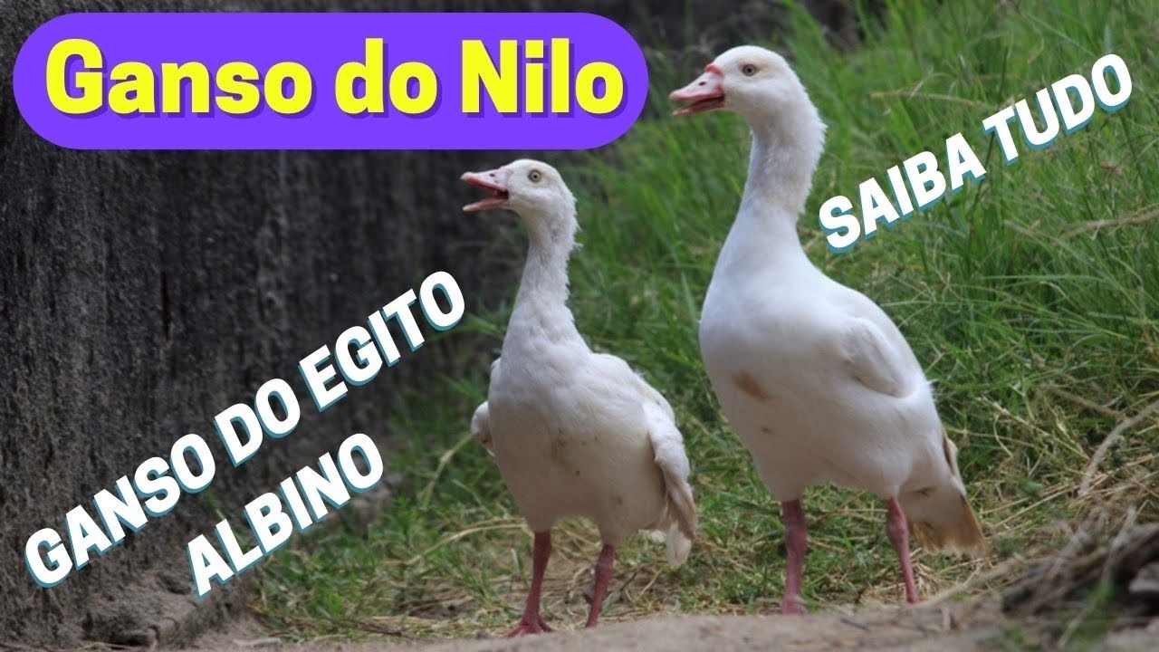Saiba Tudo sobre o Ganso do Egito ou Ganso do Nilo | Ganso do Egito Albino