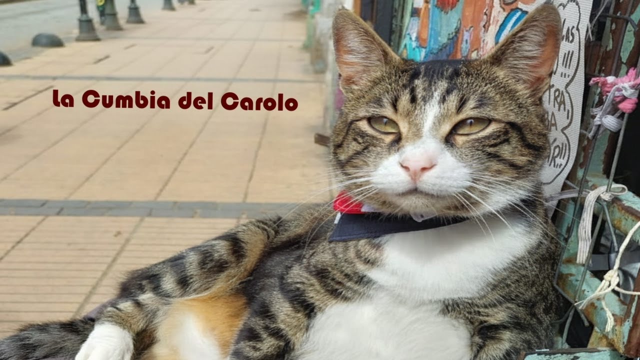 Fifth Chapter | 😺 La Cumbia del Carolo 😼 | Official Music Video