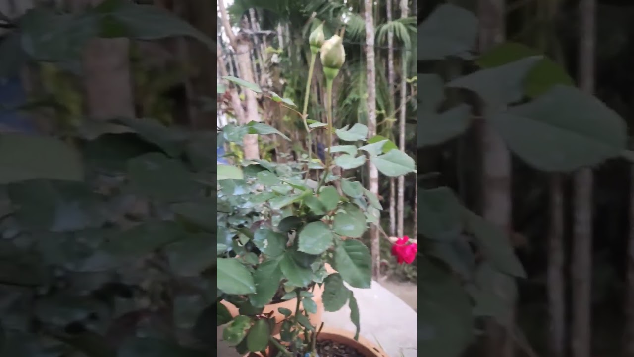 Beautiful haven and rose plant grow in house