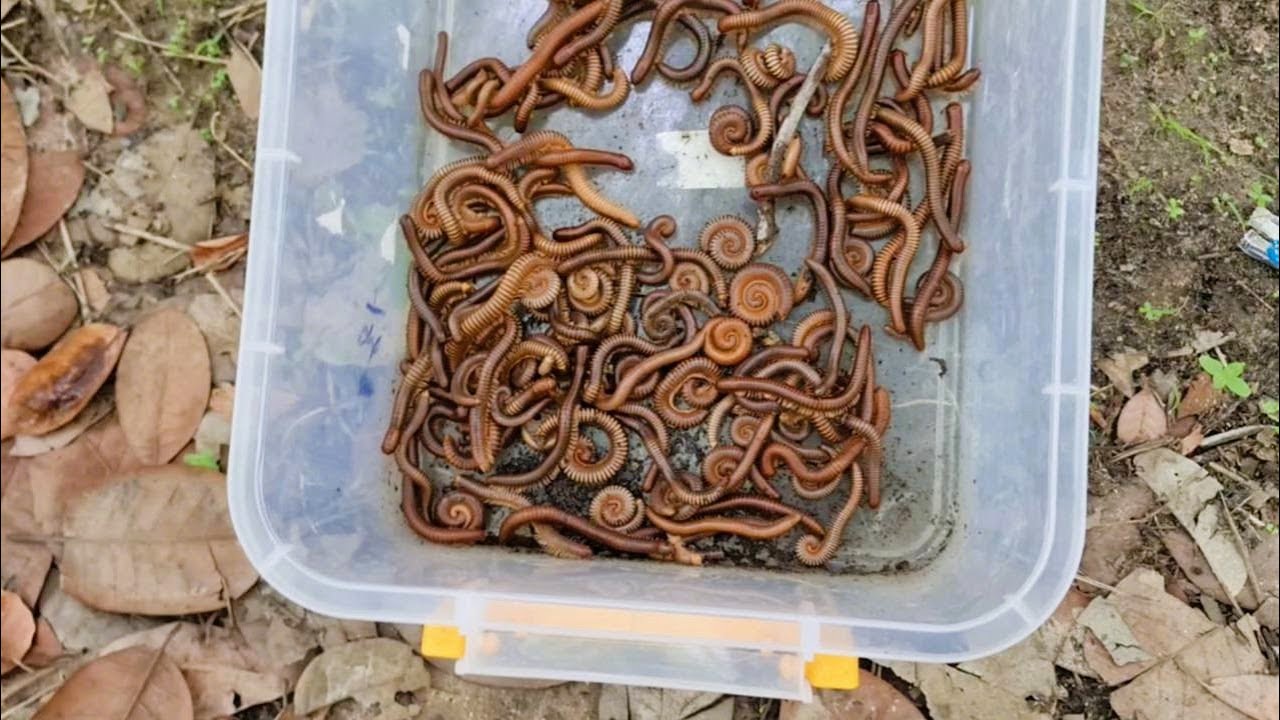 Millipede catching video | Hunting lots big millipedes #hunting #catching #asmr