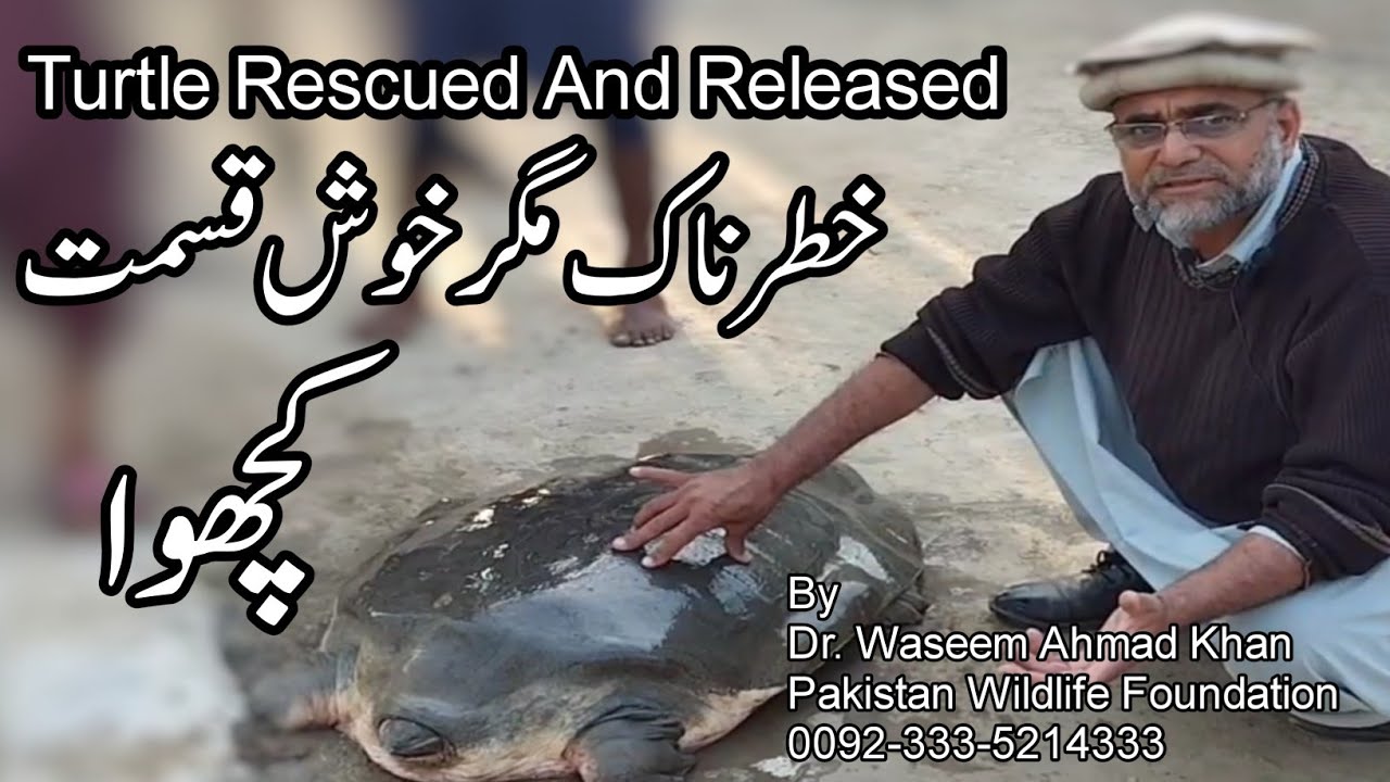 Turtle Rescue Story |Softshell Turtle | Turtle Rescued And Released | Endemic Species of Pakistan