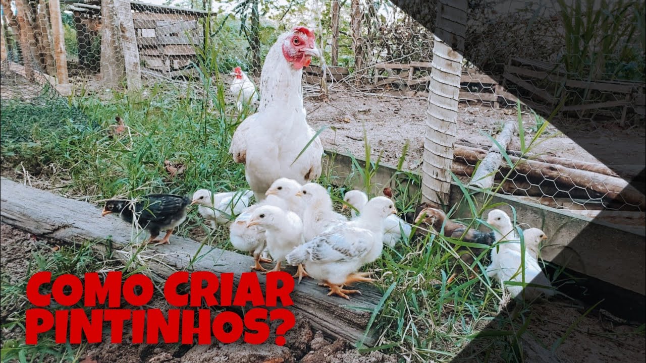 Tenha SUCESSO na sua CRIAÇÃO - MELHOR FORMA de CRIAR PINTINHOS