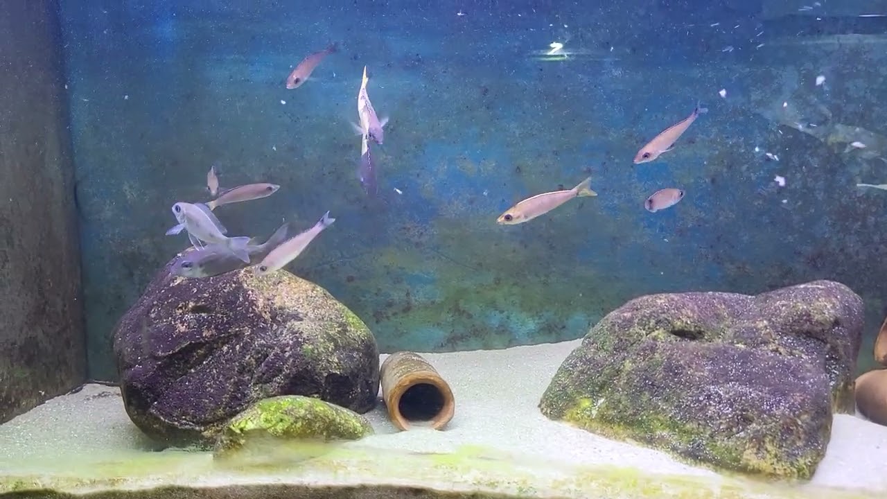 Mastacembelus ellipsifer feeding time