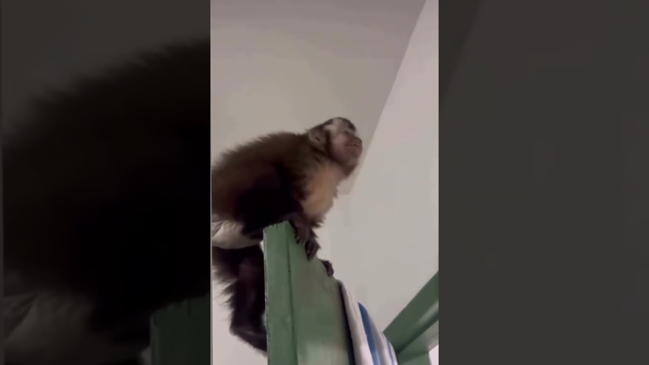 Funny capuchin monkey stalking a moth!