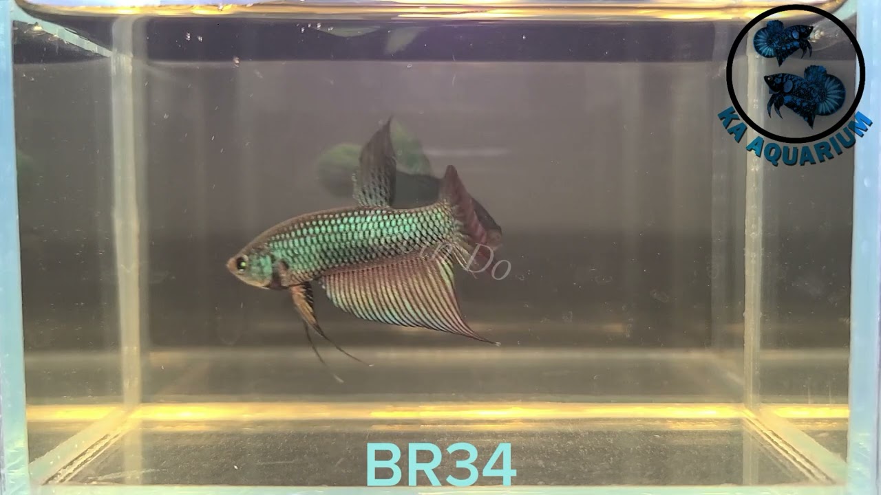 Wild Betta Buriram Male BR34 | KA Aquarium | Betta fish | Betta fish in Canada.