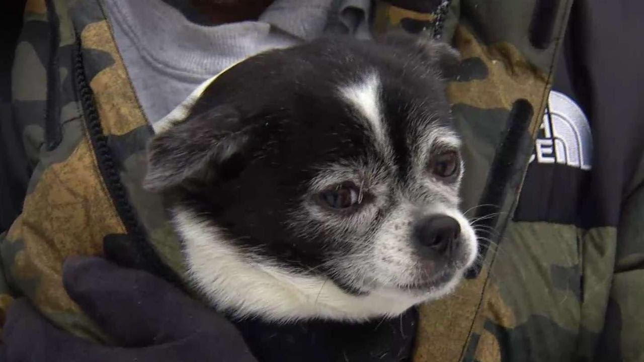 Pet owner wants answers after dog was attacked
