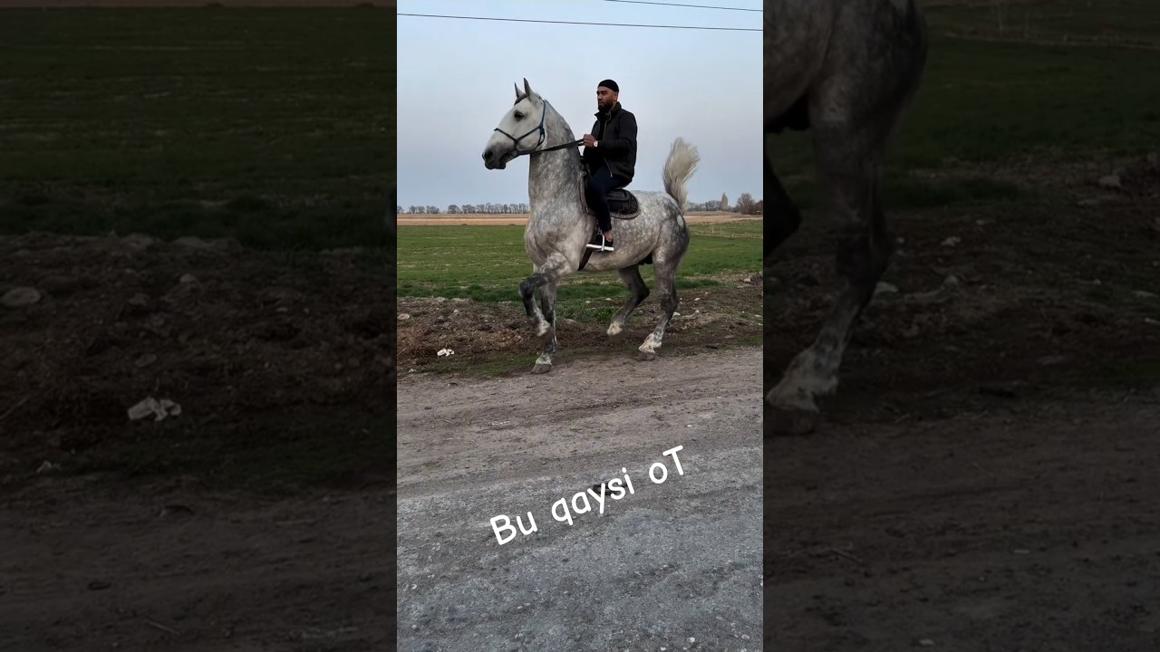 BU QAYSI OT #horse #rek #andijonbozor #horselover #fergana #andijon #namangan #toshkent #ot #shorts