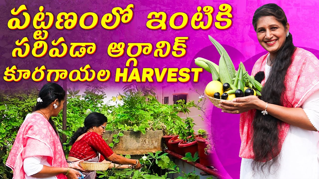 🔴Organic Vegetable Harvest at Home in City 🌿 | Urban Gardening Success Story 🏡