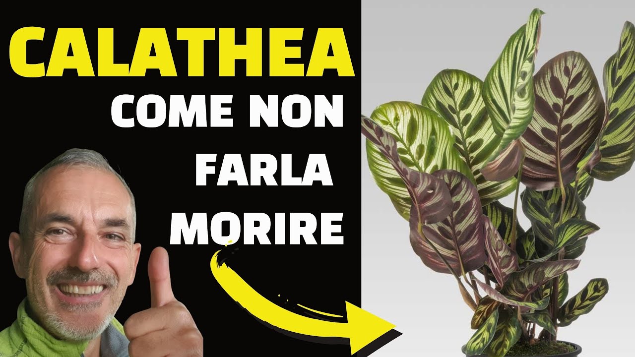 Calathea come non farla morire!