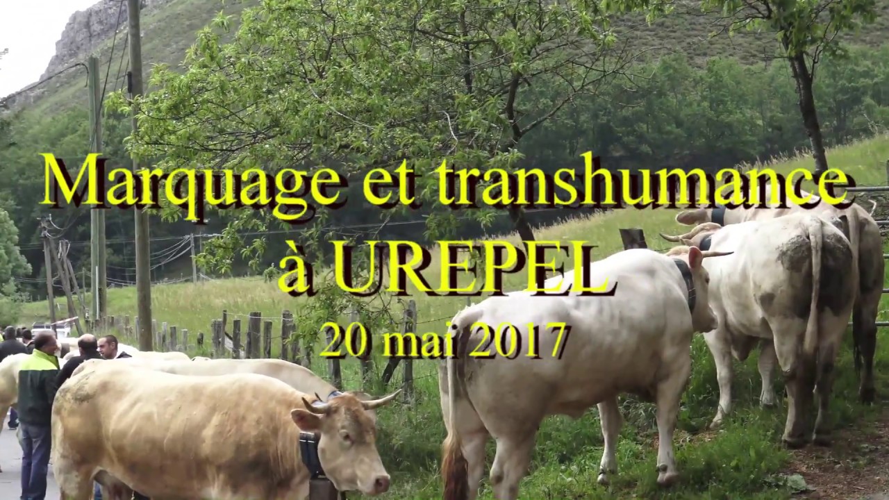 Marquage et transhumance à Urepel