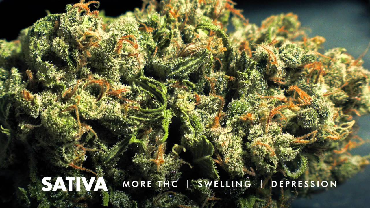 Sativa vs Indica | What is Sativa?