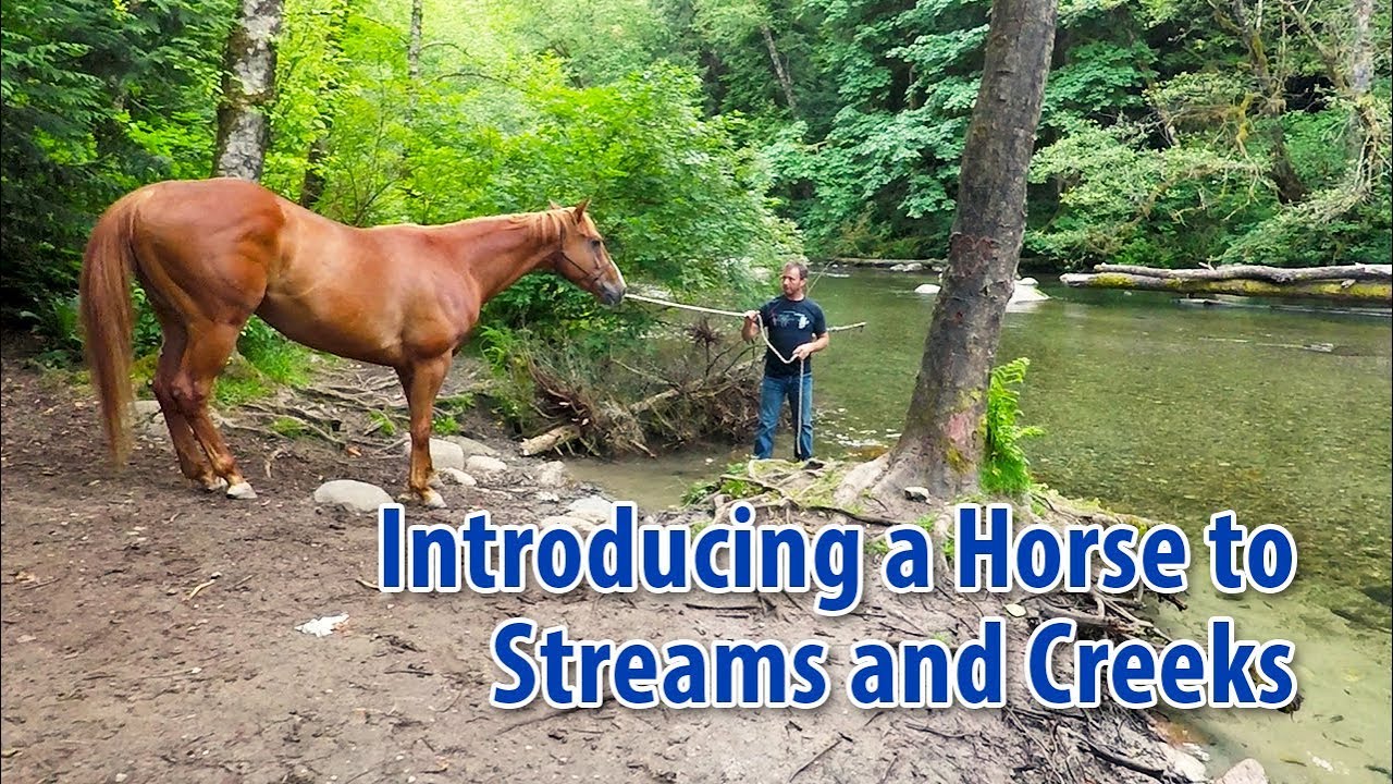 Introducing a Horse To Streams and Creeks