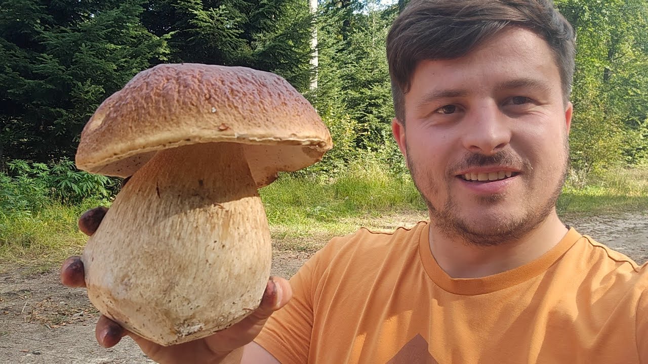 Funghi Porcini 2024 | I PORCINI  più giganteschi! L'anno delle BOMBE