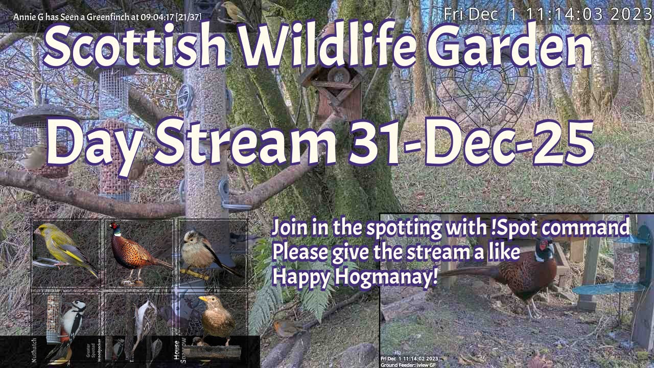 Day Stream December 31st 2025 | Bird Feeders, Wildlife Cameras Scotland UK from SWG