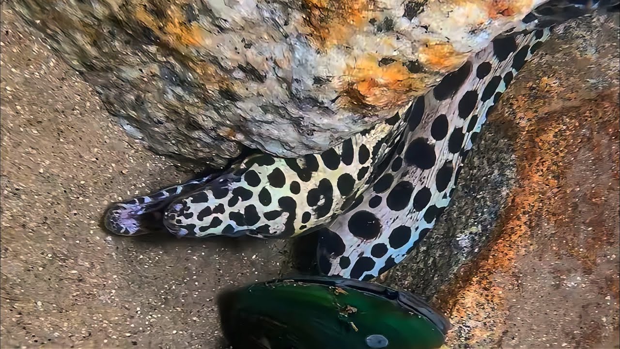 Live Stream 🟢 –Giant Lobster Appears - Real-time Diving Catch！ #diving #fishing #seafood #shorts