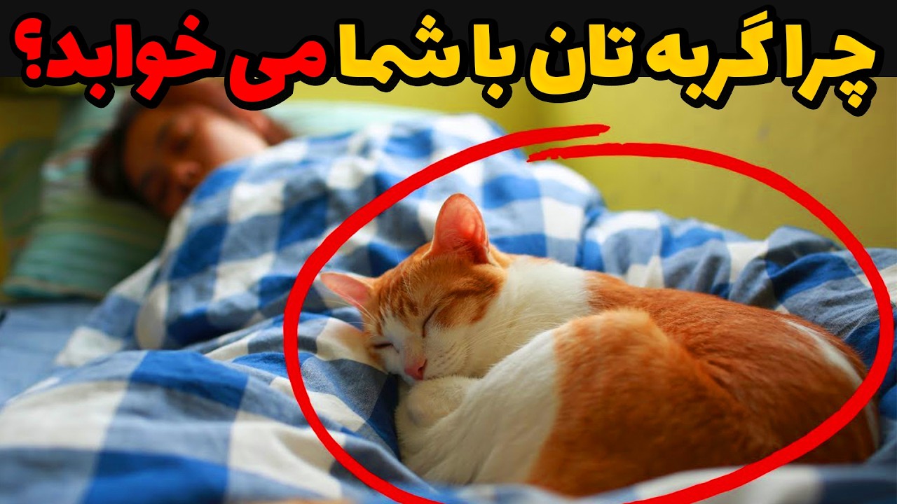 چرا گربه‌تان با شما می‌خوابد؟ - محل خواب گربه‌تان چه چیزی را در مورد رابطه‌تان فاش می‌کند؟