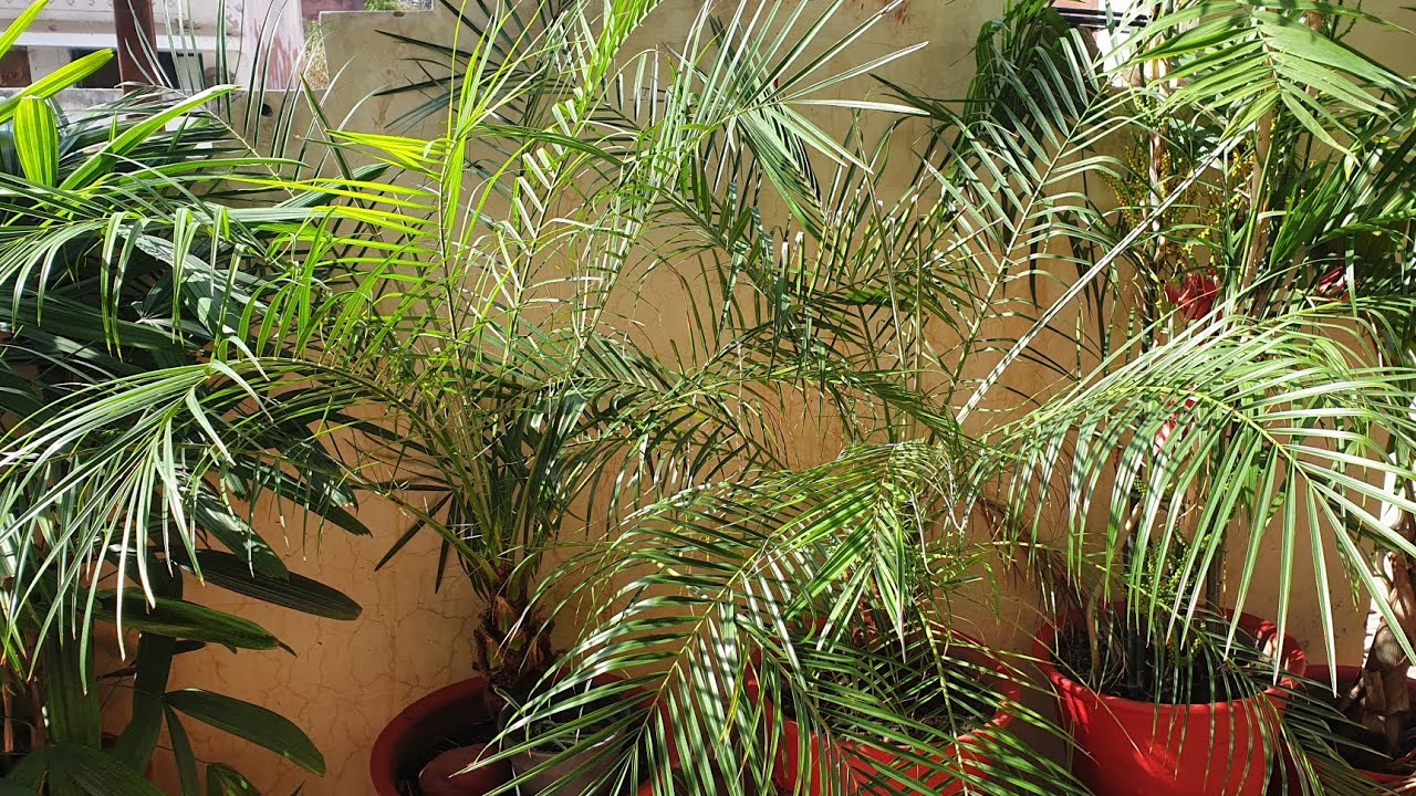Repotting My Phoenix Palm || Fun Gardening