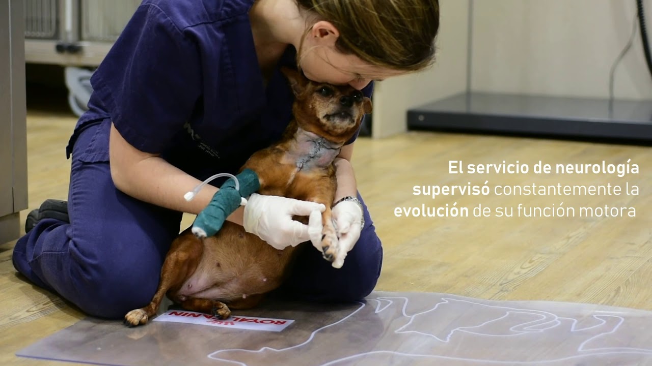 Recuperación de cirurgía de corrección de hernia cervical | Hospital Veterinaria del Mar