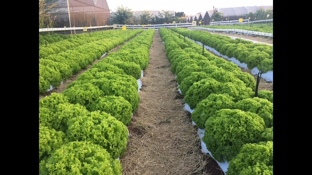 Melhoramento Alface Horticeres