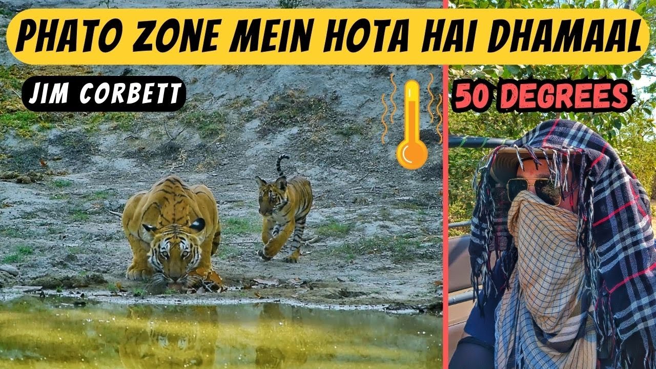 Bhayankar Garmi mein 3 Ghante Wait kiya Tiger and Cub ka | Phato Zone | Jim Corbett