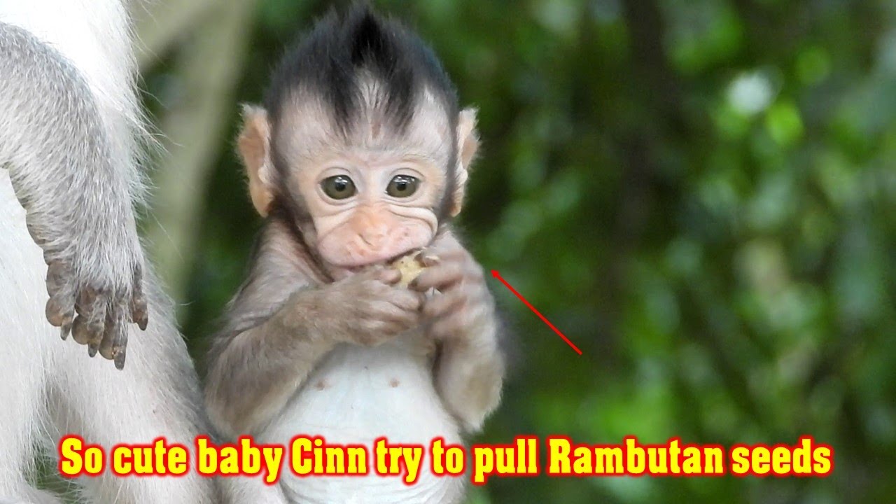 OMG! Hungry baby monkey Cinn try to eat fast & pull Rambutan seeds look so cute