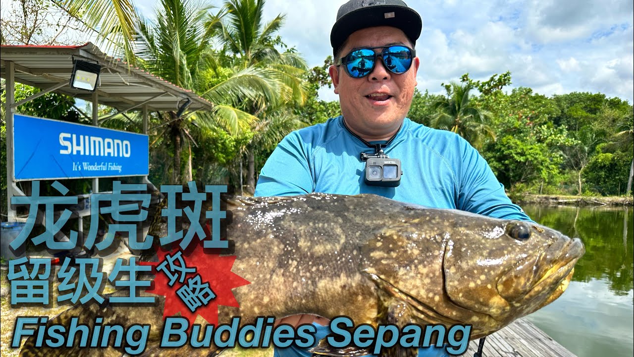 Hybrid Grouper Fishing #龙虎斑 #路亚 #路亚钓鱼  #Sepang  #Fishing Buddies #lurefishing