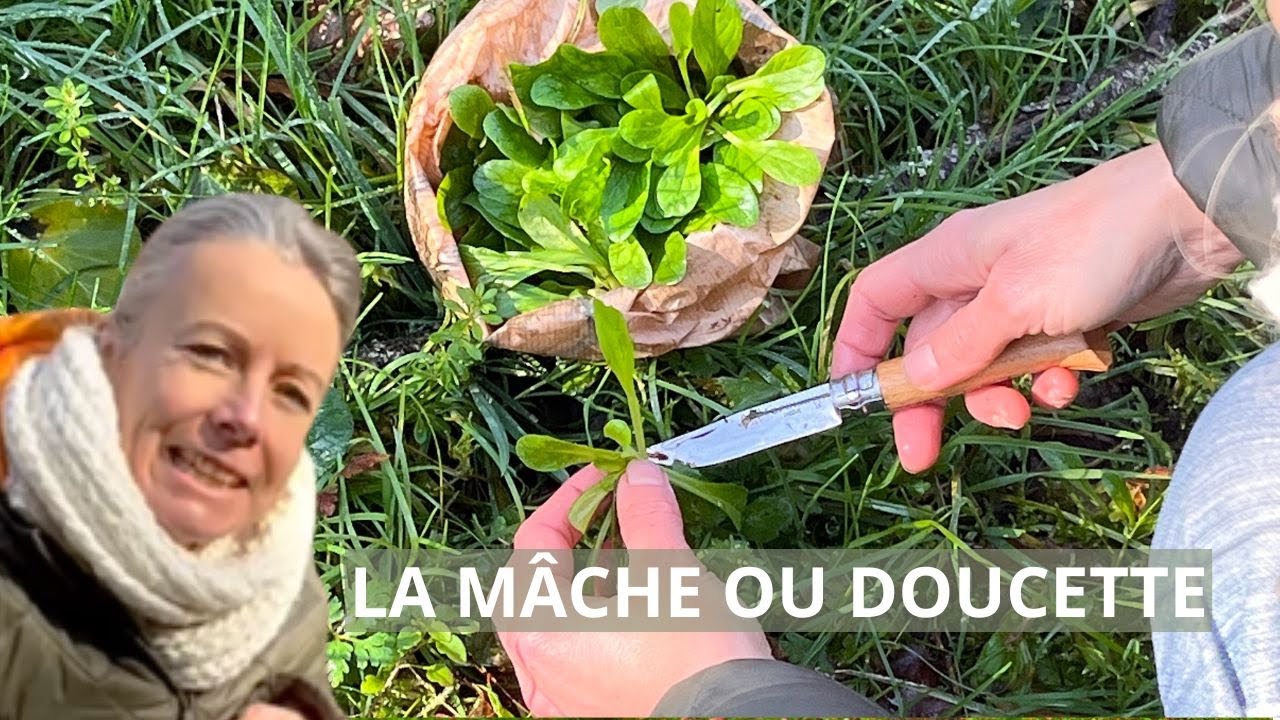 La mâche sauvage ou doucette