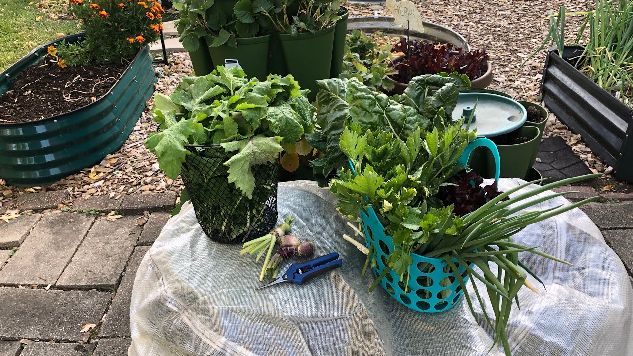 November Garden Tour & Last Harvest