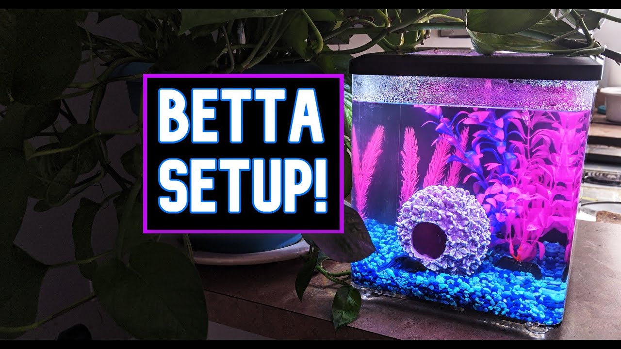 Shopping for the PERFECT Beginner Betta Setup