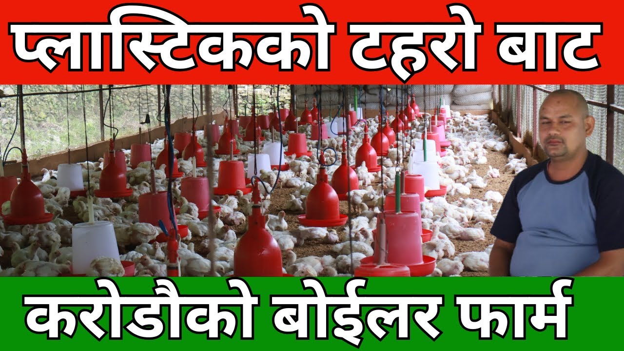 २० हजारको प्लास्टिकको टहरोबाट ,करोडौको बोईलर फार्म सञ्चालन गर्दै , बिदुर १३ का प्रकाश श्रेष्ठ्र ।