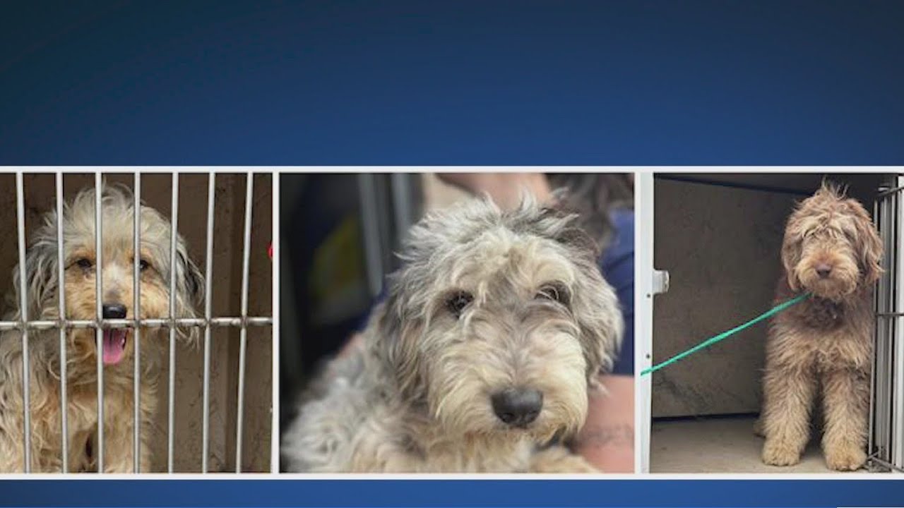Austin Humane Society helps rescue 30+ dogs, including 19 doodles, from 1 home