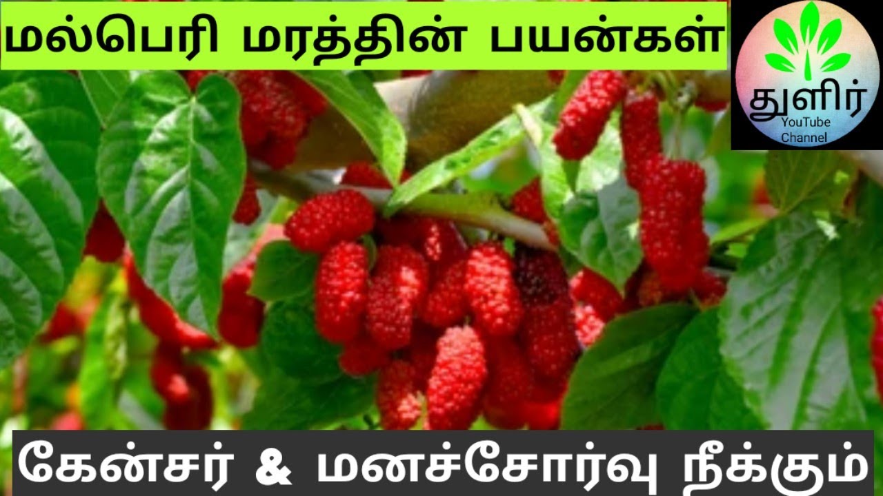 மல்பெர்ரி இலை & பழம் பயன்கள் || Mulberry leaf & fruit benefits in Tamil || துளிர்