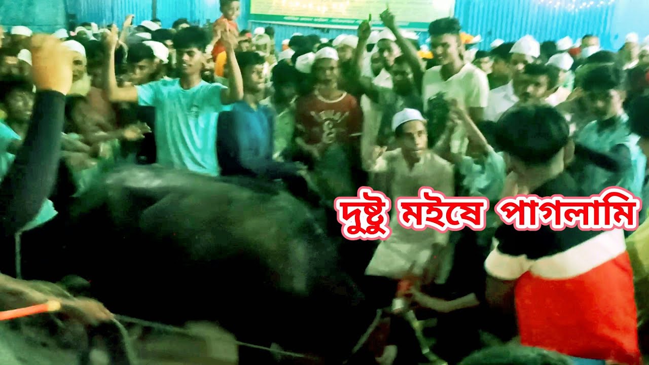 মহান ১০ই মাঘ ওরশ শরীফ | দুষ্টি মইষে পাগলামি দরবারে আশেক বক্ত জিকির | মইষে হাদিয়া | মাইজভান্ডার শরীফ