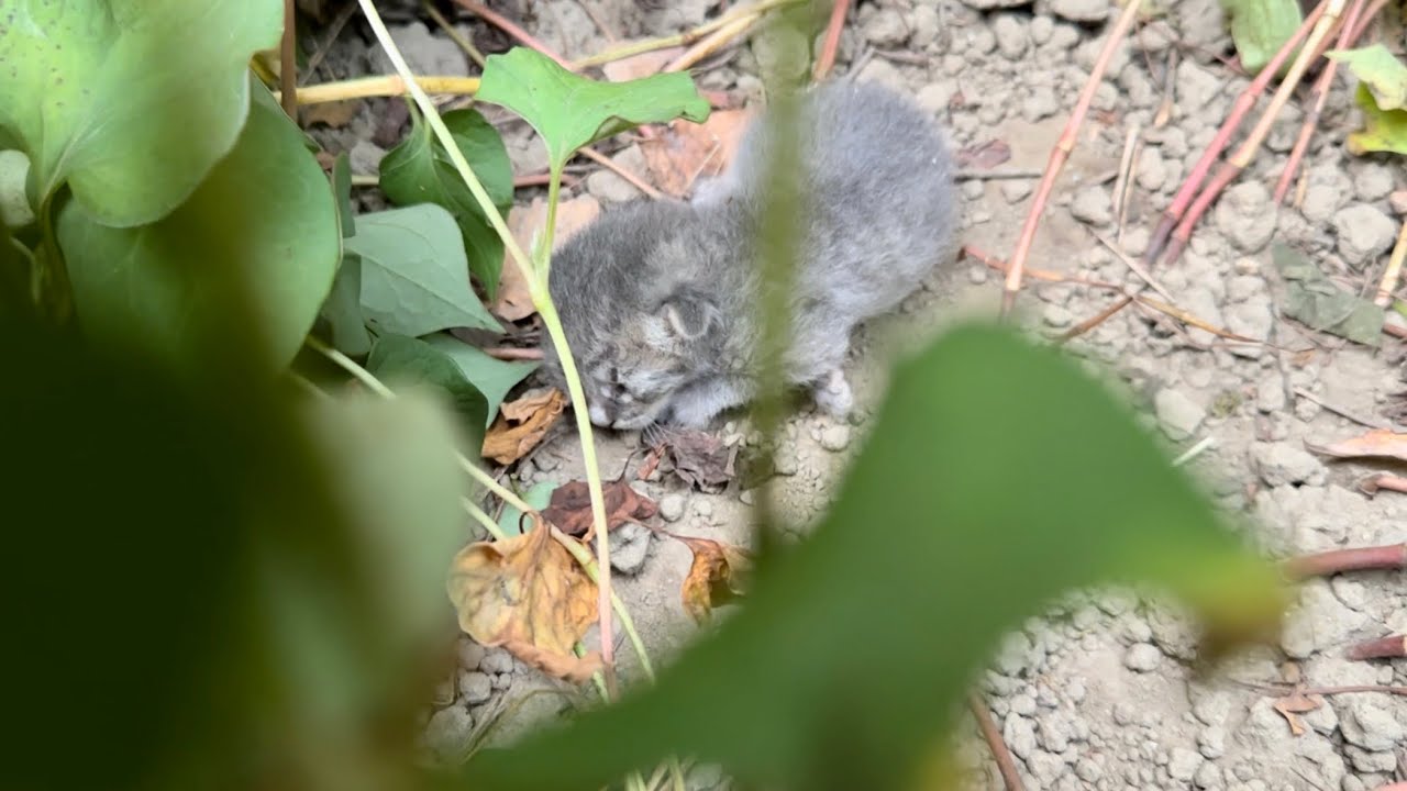 草むらの中から生後間もない子猫を保護しました。  #1