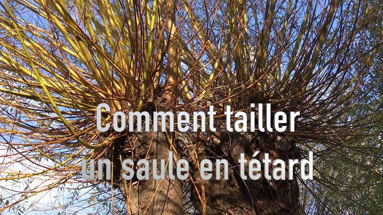 Le saule têtard : favorisez la biodiversité