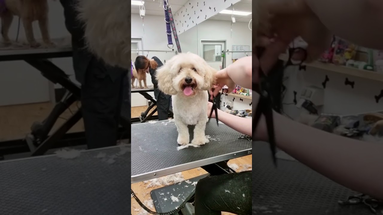 Chalk Your Way to Pet Style: OPAWZ Hair Chalks Temporary Dog Dye #opawz #creativegrooming