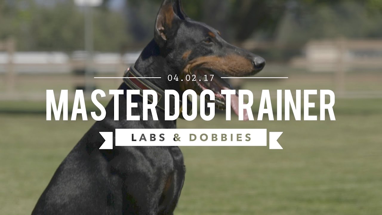 MASTER DOG TRAINING LABRADORS AND DOBERMANS