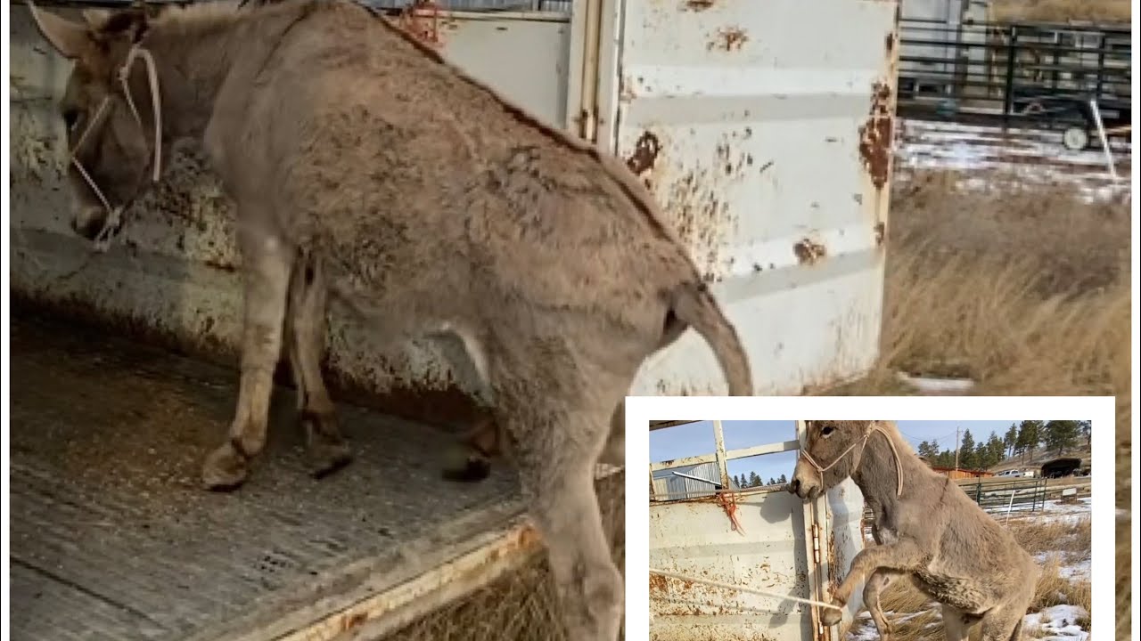 Trailer loading wild donkey Shaggy. SHORT VERSION
