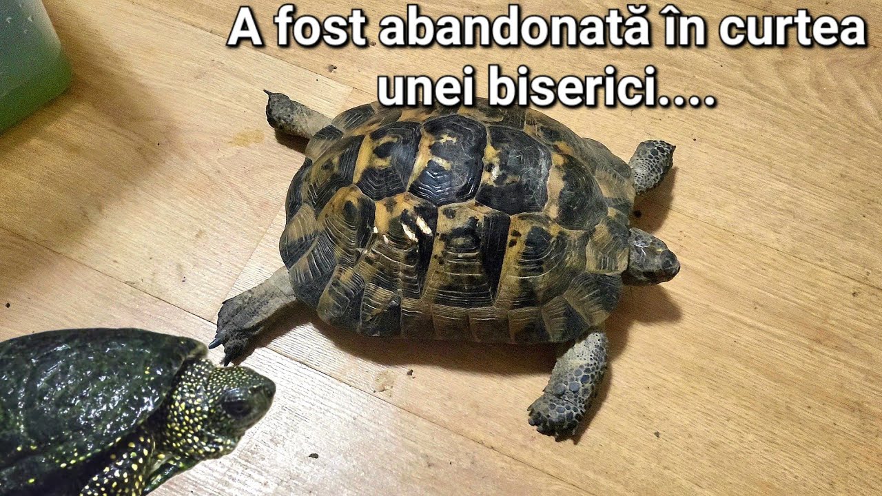 Cum am ajuns să intru în posesia a 3 țestoase românești...