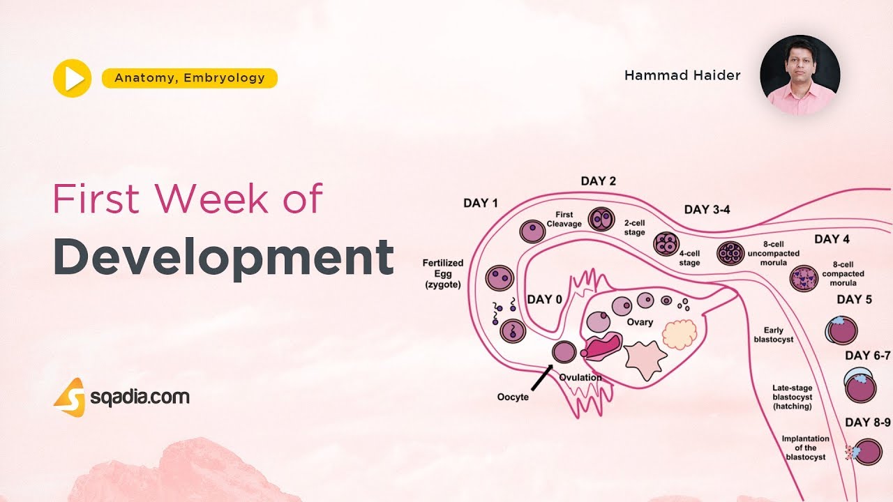 First week of Development | Embryology Lecture | Medical V-Learning Courses Platform