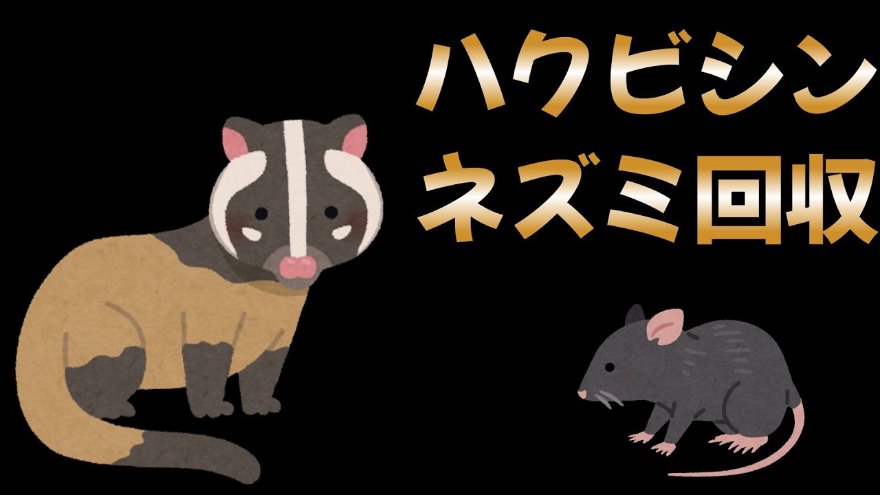 ハクビシン・ネズミ回収作業🐻🐭Hachigori🐝🦍TV