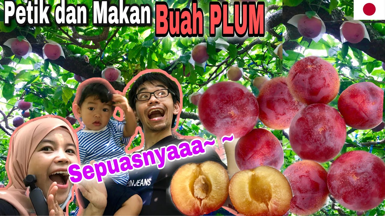 PETIK DAN MAKAN BUAH PLUM | PANEN BUAH DI KEBUN KAKEK JEPANG. YAMANASHI TRIP #1 | TIKATAKI VLOG