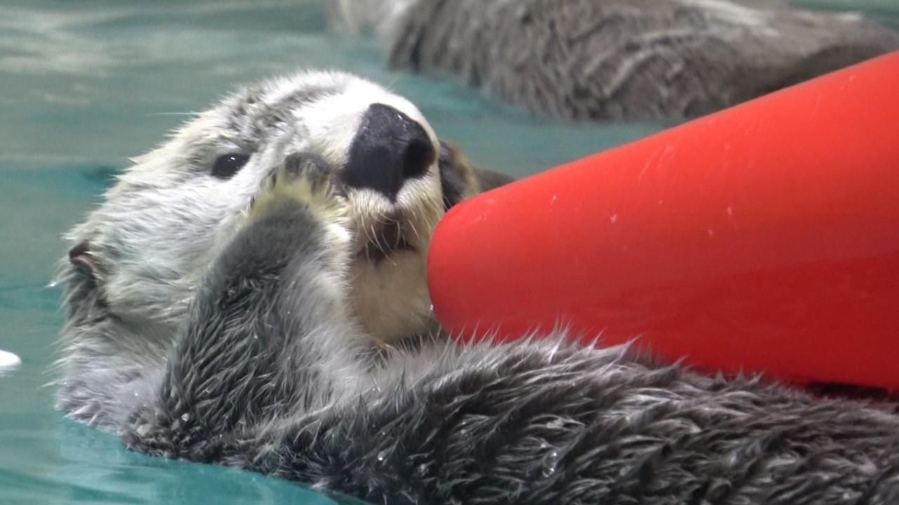 【ラッコ】鳥羽水族館キラちゃんパイロンを乗せて流れる フェイスマッサージも忘れずにね