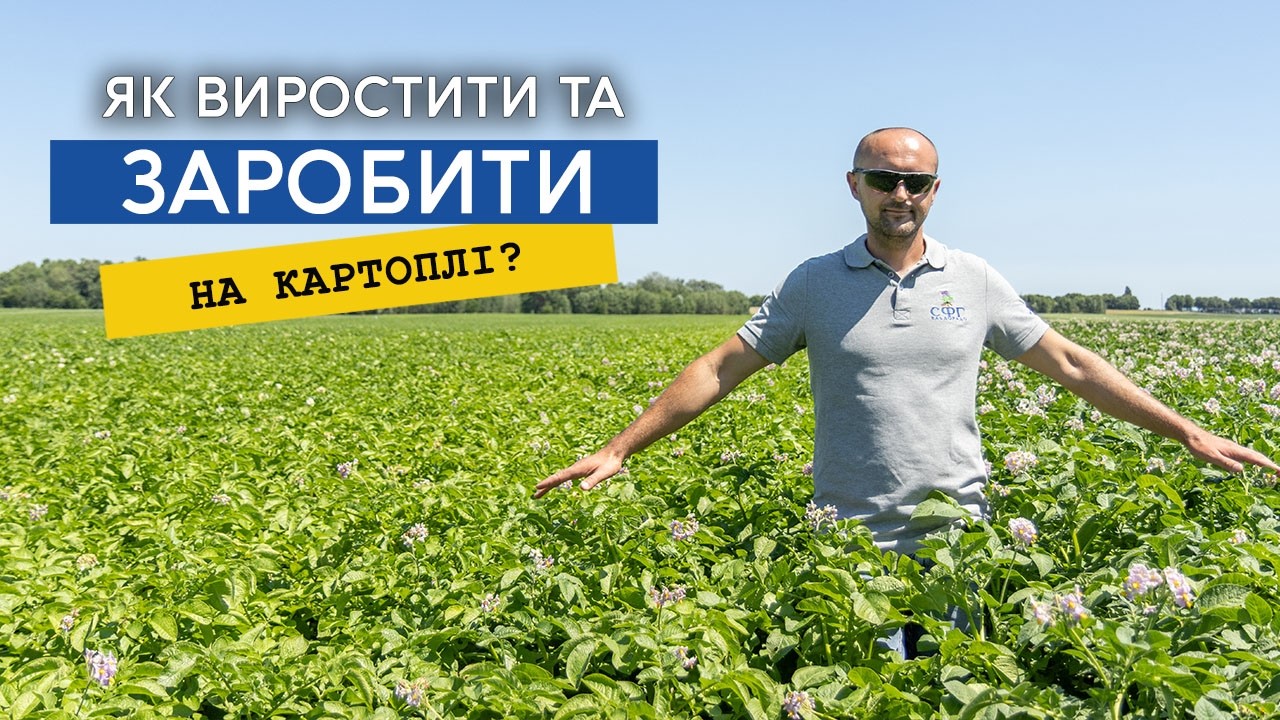 Як отримати високий врожай та куди продати картоплю?