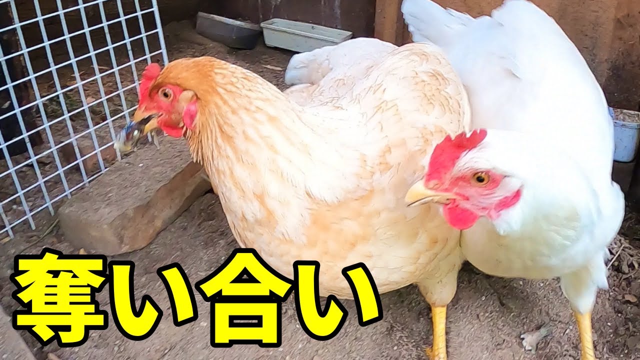 もはや最強の鶏エサを導入しました…【ニワトリ飼育】 101話目