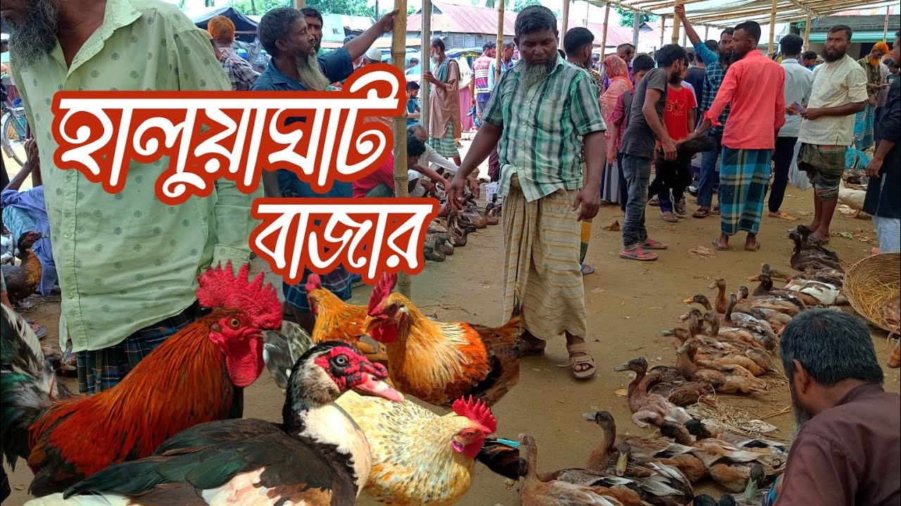 পাহাড়ি সীমান্তে দেশীয় হাঁস মুরগি ও কবুতরের হাট। হালুয়াঘাট বাজার