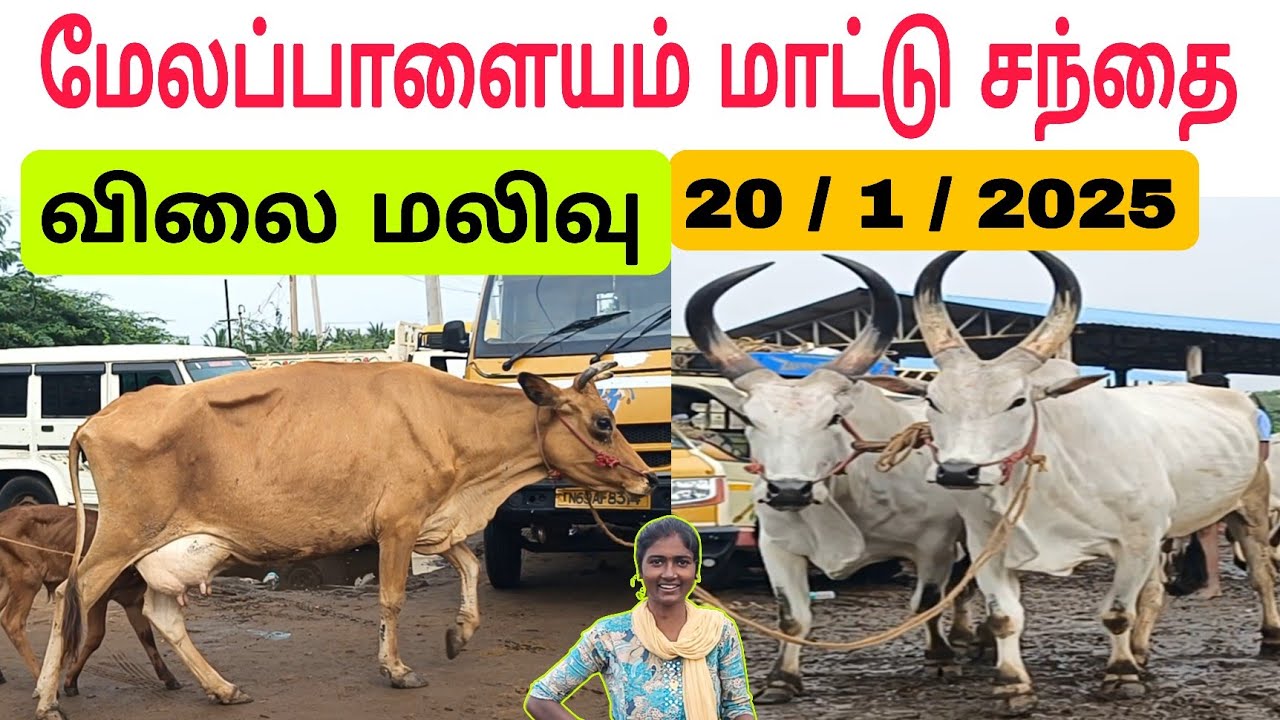 20 / 1 / 2025 / மேலப்பாளையம் மாட்டு சந்தை / விலை மலிவு / திங்கள்கிழமை #மாடு #மாட்டுசந்தை #maadu