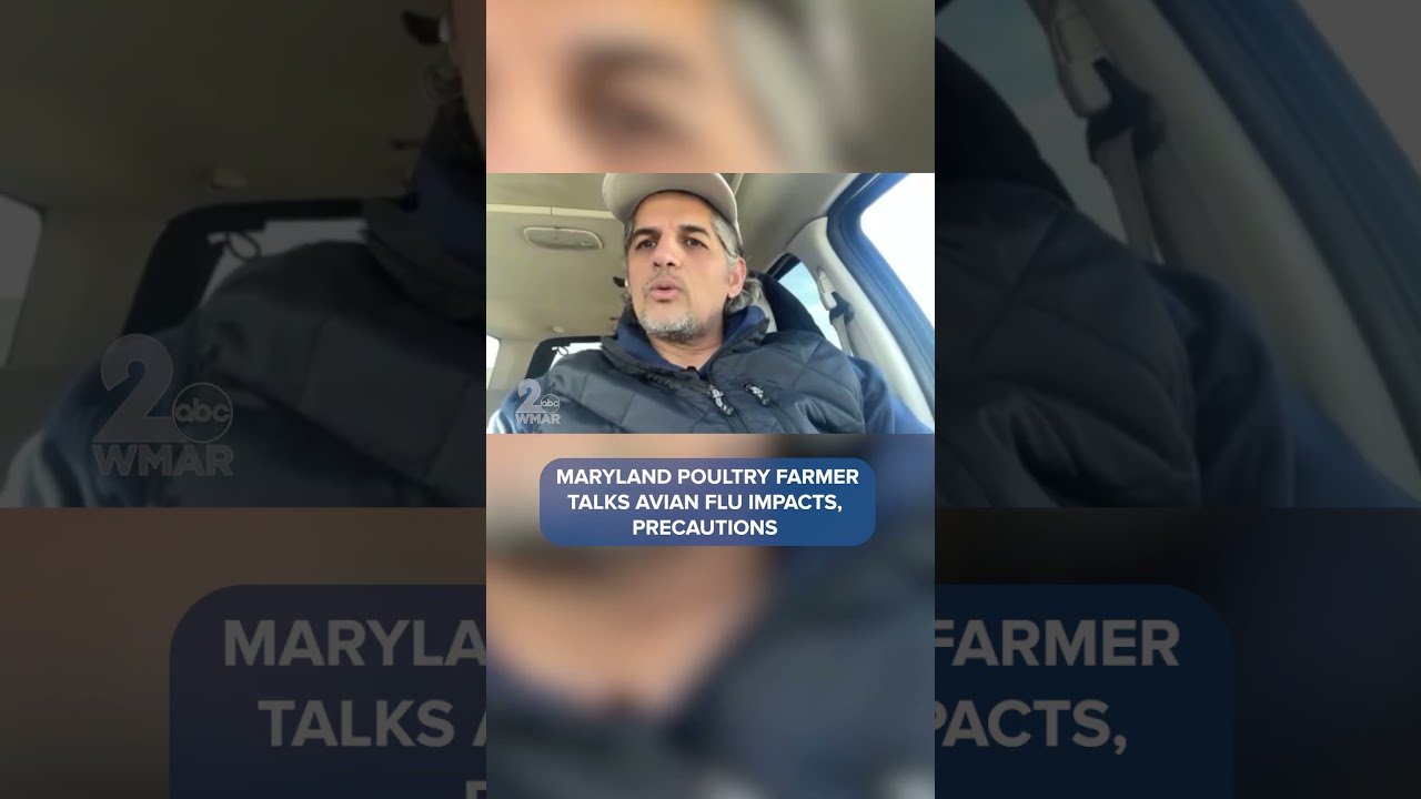 Maryland poultry farmer talks avian flu impacts, precautions  