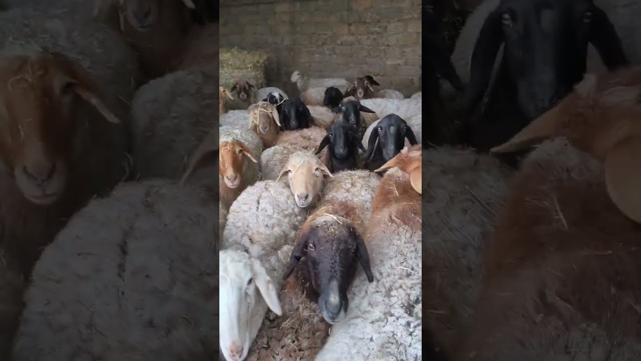 Снежное утро, пополнение, называем ягнят