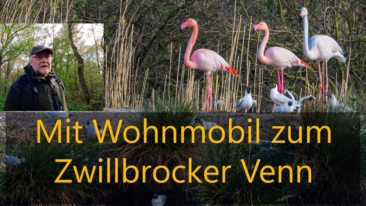 Flamingos Zwillbrocker Venn mit Wohnmobil Fotowalk #WoMoFoto